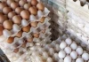 تخم‌مرغ گران‌تر می‌شود؟ آخرین اعلام نرخ و پیش‌بینی بازار شب عید و رمضان